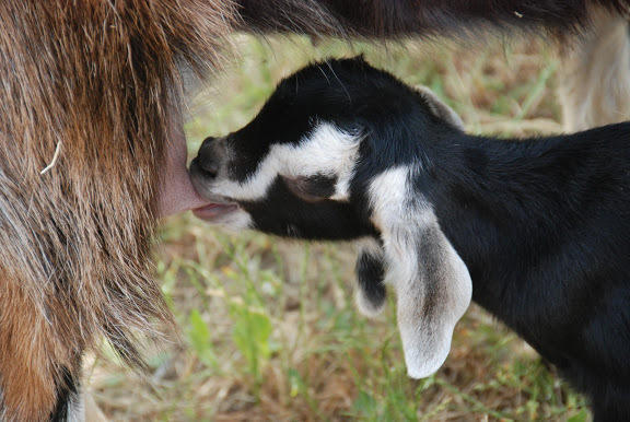 Yarok Az - Ecolodge Farm Ilaniya Luaran gambar